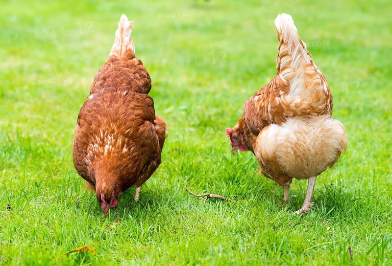 Brown hybrid hens (Gallus gallus domesticus) running in a meadow, two hens pecking for food in the green grass, happy, species-appropriate free-range husbandry, fluffy plumage on the back and rump, Eastern Harz, Saxony-Anhalt, Germany, Europe