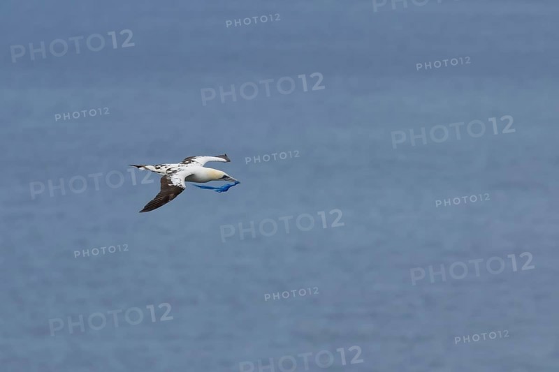 Northern gannet (Morus bassanus) adult bird in flight carrying a piece of plastic waste in its beak, Yorkshire, England, United Kingdom, Europe