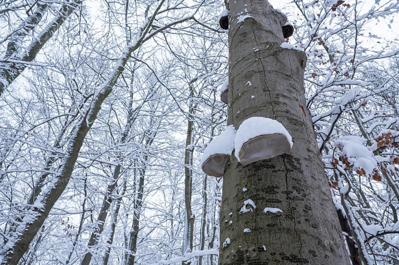 Dead copper beech (Fagus sylvatica) and fruiting bodies of tinder fungus (Fomes fomentarius) covered with snow in winter, Hainich National Park, Thuringia, Germany, Europe