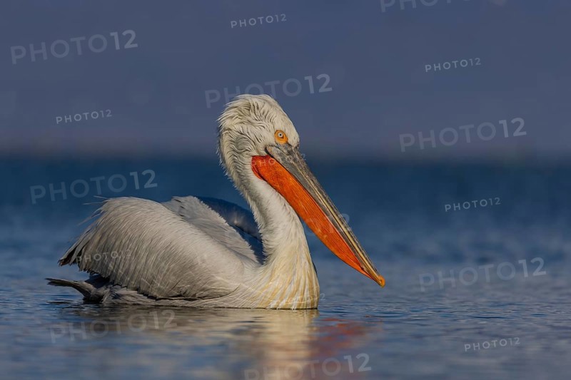 Dalmatian Pelican (Pelecanus crispus), swimming, orange throat pouch, Lake Kerkini, Greece, Europe