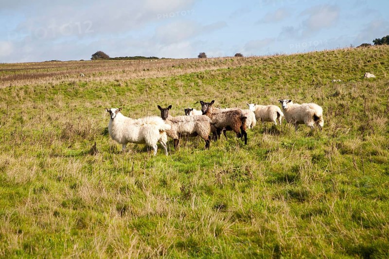 Sheep grazing on Fyfield Down national nature reserve, Marlborough Downs, Wiltshire, England, UK one of the country's oldest s created in 1955 of unimproved chalk grassland with sarsen stones in dry valleys