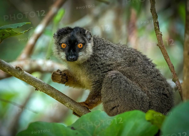 Black-headed lemur (Eulemur fulvus) in the rainforests of Andasibe National Park in eastern Madagascar