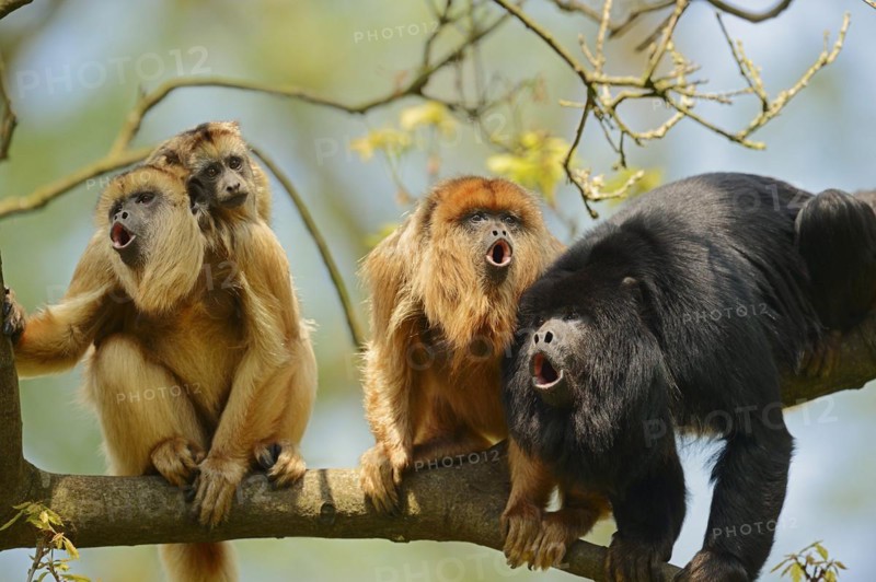 Black howler (Alouatta caraya), male and female calling with young, captive, occurring in South America