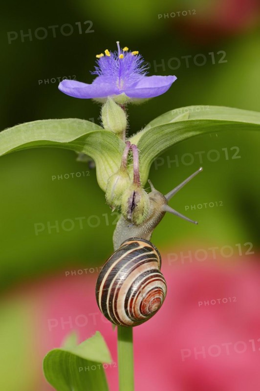 Grove snail (Cepaea nemoralis) on garden three-master flower (Tradescantia andersoniana), flower, ornamental plant, North Rhine-Westphalia, Germany, Europe