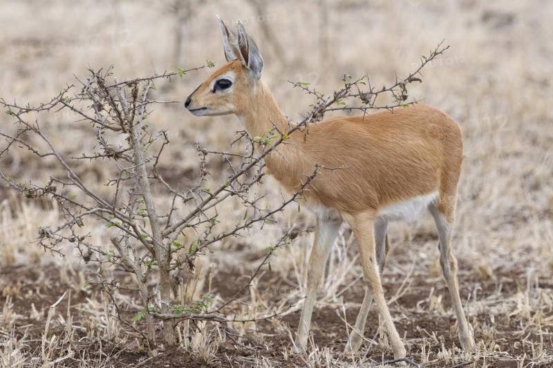 Steenbok (Raphicerus campestris), adult female standing alert, foraging, Kruger National Park, South Africa, Africa