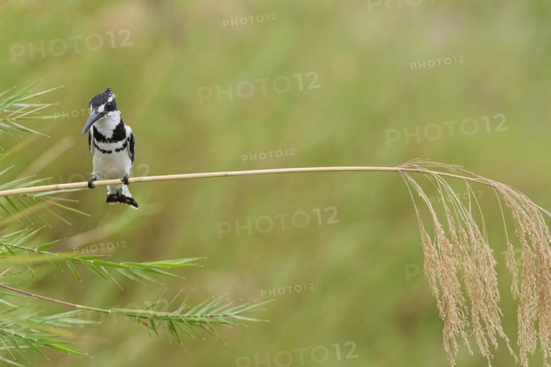 Pied kingfisher (Ceryle rudis), male, perched on a reed stem, overlooking the Olifants River, on the lookout, Kruger National Park, South Africa, Africa