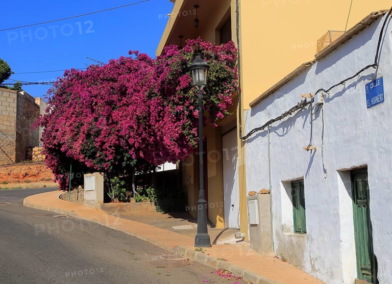 Attractive bougainvillea flowering plant, village of Toto, Pajara, Fuerteventura, Canary Islands, Spain, Europe