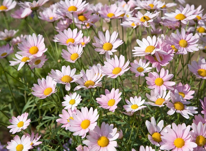 Argyranthemum pink daisy-like flowers