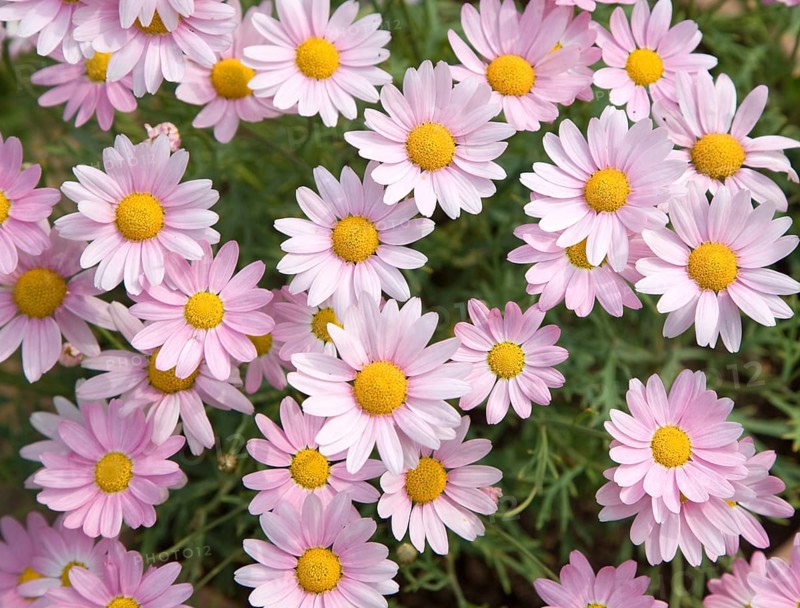 Argyranthemum pink daisy-like flowers
