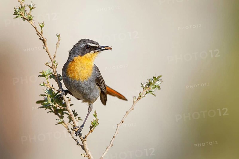 Cossypha caffra, family of flycatchers, Underberg surroundings, Underberg, KwaZulu-Natal, South Africa, Africa