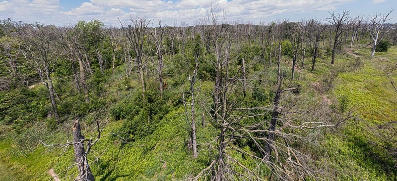 Detroit, Michigan, Dead trees on Belle Isle, an island state park in the Detroit River. The trees were killed by flooding, oak wilt disease, and the emerald ash borer