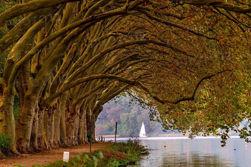 Platanen Allee, Weg am Lake Baldeney, near Haus Scheppen, in Essen, autumn, North Rhine-Westphalia, Germany, Europe