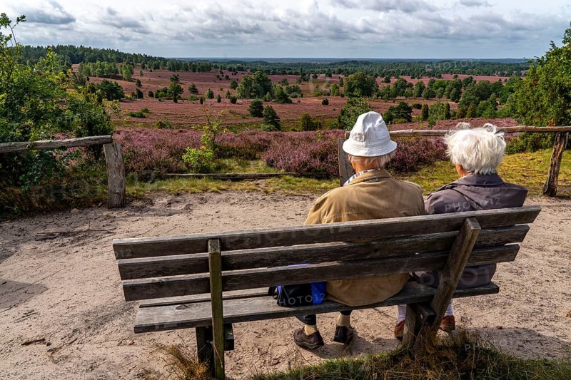 Blooming heath, heather and juniper bushes, viewpoint on the Wilseder Berg, senior citizens on a park bench, in the Lüneburg Heath nature reserve, Lower Saxony, Germany, Europe