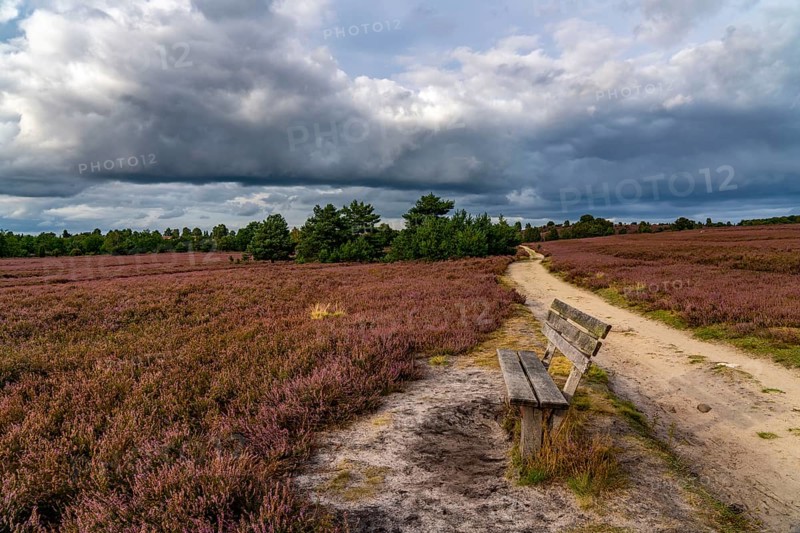 Flowering heath, heather and juniper bushes, near Wilseder Berg, in the Lüneburg Heath nature reserve, Lower Saxony, Germany, Europe
