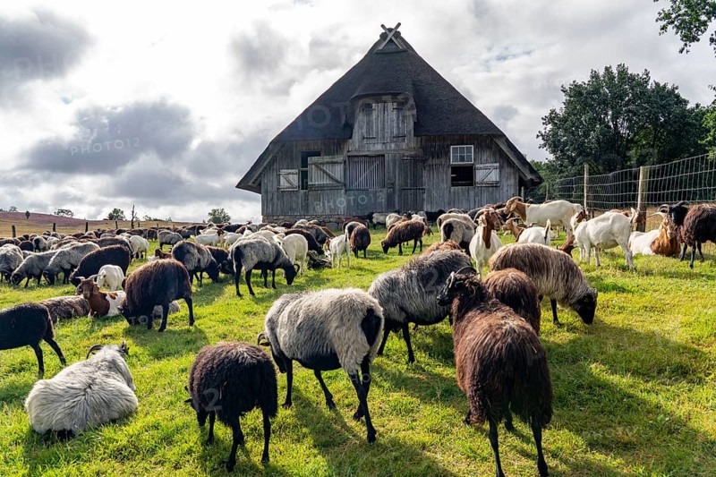 Stable for Heidschnucken sheep, in the Lüneburg Heath nature reserve, Lower Saxony, Germany, Europe