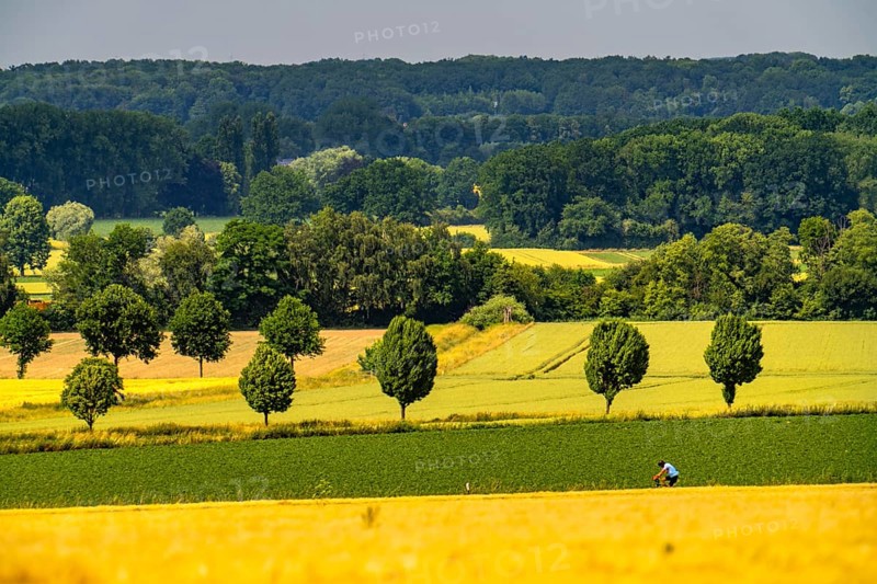 Cyclist on the Bundesstraße 1, Werler Straße, fields, forest and grain fields east of Unna, near the village of Hemmerde, North Rhine-Westphalia, Germany, Europe