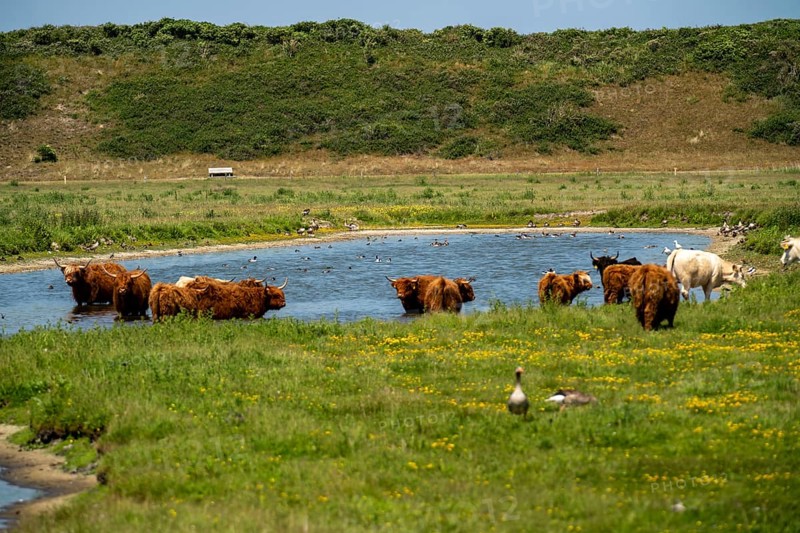 North Sea island Langeoog, early summer, dune landscape in the centre of the island, Galloway cattle, pond, Lower Saxony, Germany, Europe