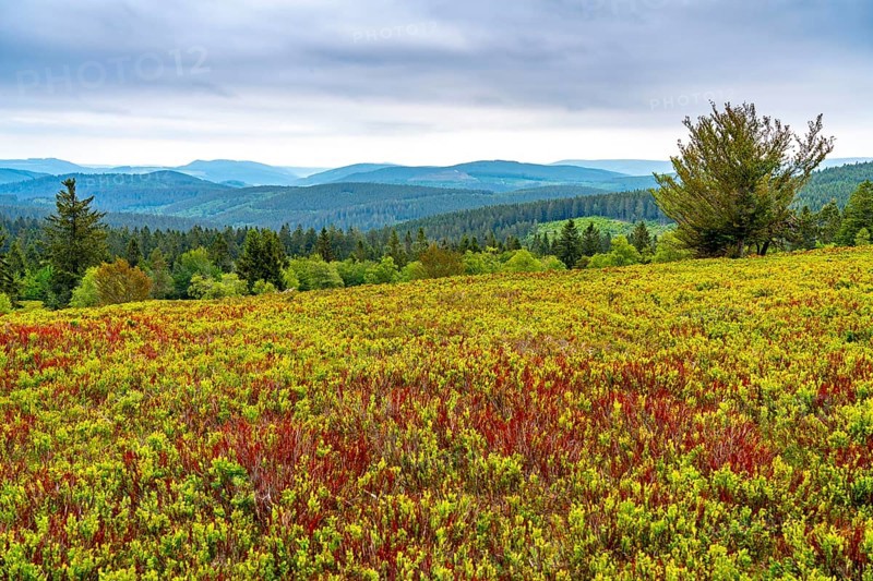 Landscape on the Kahler Asten, mountain, in the Hochsauerland district, Hochheide, North Rhine-Westphalia, Germany, Europe