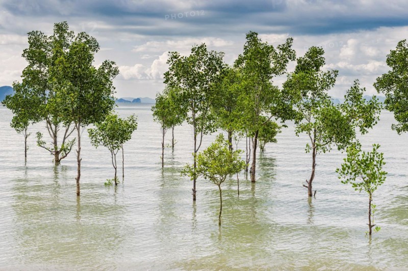 Trees in the water on a flooded stretch of beach on the island of Koh Yao Noi, water level, climate change, scenarios, weather, extreme weather, dramatic, gloomy, threatening, scenario, weather warning, severe weather, severe weather warning, climate, world climate, water level, flood, sea, sea level, nature, force of nature, natural spectacle, natural disaster, coast, coastal landscape, beach, scenery, tree, clouds, cloudy, future, future scenario, Thailand, Asia