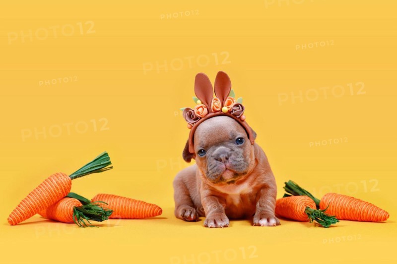 Cute fawn French Bulldog dog puppy dressed up as Easter bunny with rabbit ears headband and carrots on yellow background with copy space