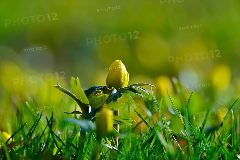 Winter aconites (Eranthis hyemalis), Germany, Europe