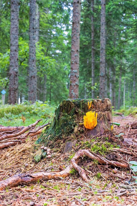 Tree stump with yellow stagshorn (Calocera viscosa) in a coniferous forest at autumn