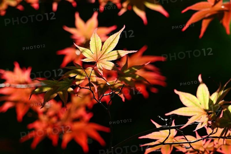 Red leaves of Maple (Acer rubrum) close up