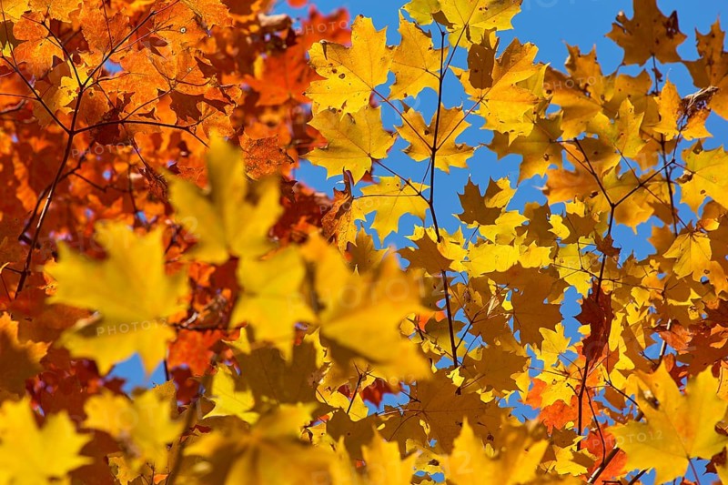 Autumn leaves (Acer), in warm yellow and orange tones against a clear blue sky, autumn, Ontario, Canada, North America
