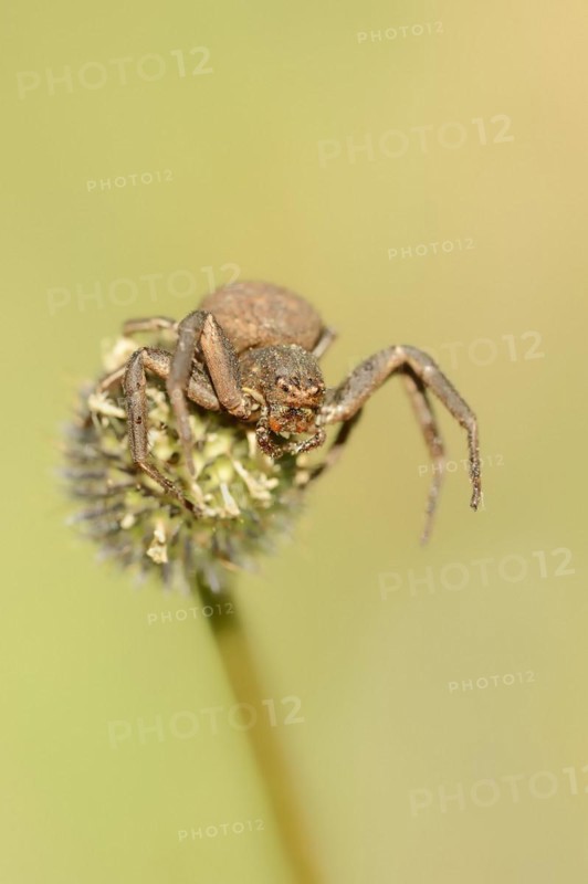 Crab spider (Xysticus spec.), Provence, Southern France