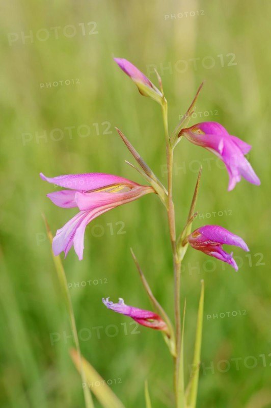Illyrian gladiolus or wild gladiolus (Gladiolus illyricus), flowers, Camargue, Provence, southern France