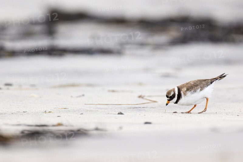 Ringed Plover (Charadrius hiaticula), adult bird pulling a small worm out of the sand, Varanger, Finnmark, Norway, Europe