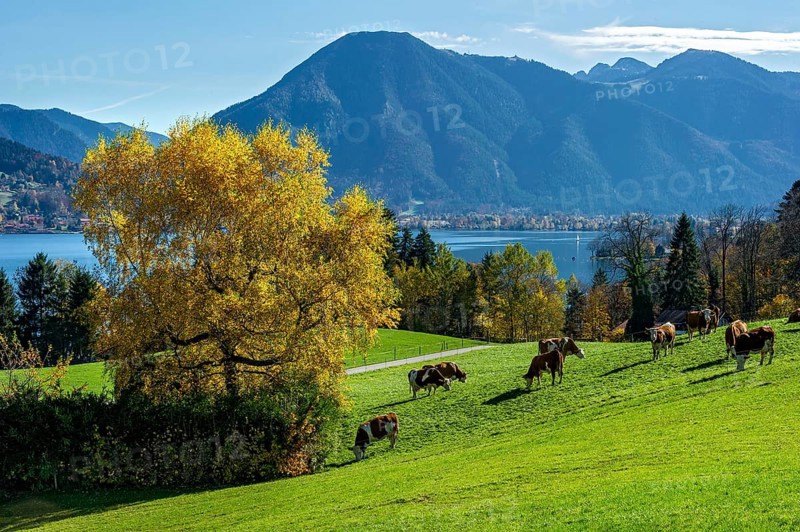 Cows on a pasture by the lake, Tegernsee with Wallberg, Mangfall mountains, Bavarian Prealps, Alps, Upper Bavaria, Bavaria, Germany, Europe