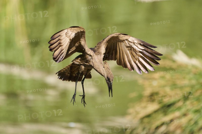 Hamerkop (Scopus umbretta) flying, landing, captive, distribution Africa