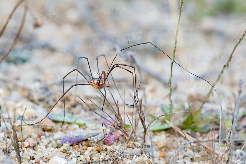 Horned weaver's garter (Phalangium opilio), male, standing with long legs erect on sandy soil with sparse vegetation, close-up, macro photograph, Lüneburg Heath, Lower Saxony, Germany, Europe