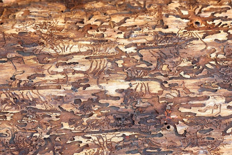 Feeding galleries of the spruce bark beetle (Ips typographus L.) under the bark of Norway spruce (Picea abies), Wilnsdorf, North Rhine-Westphalia, Germany, Europe