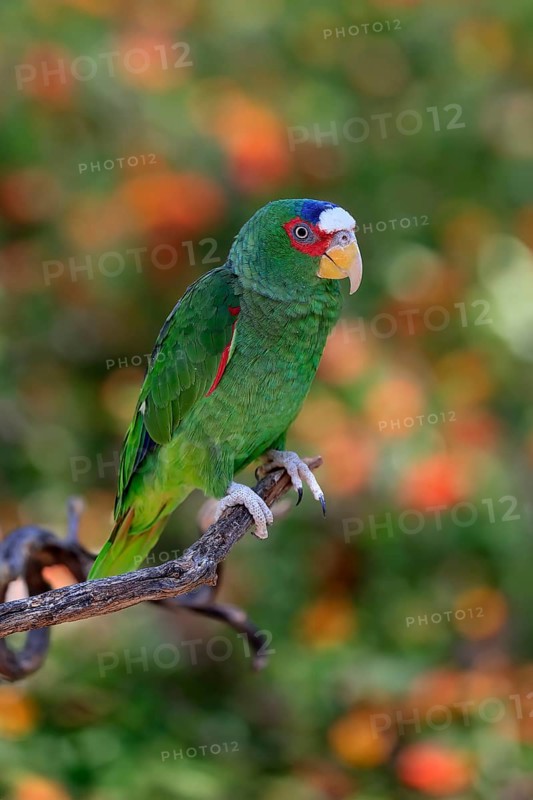 White-fronted amazon (Amazona albifrons), adult, in perch, Sonora Desert, Arizona, North America, USA, North America
