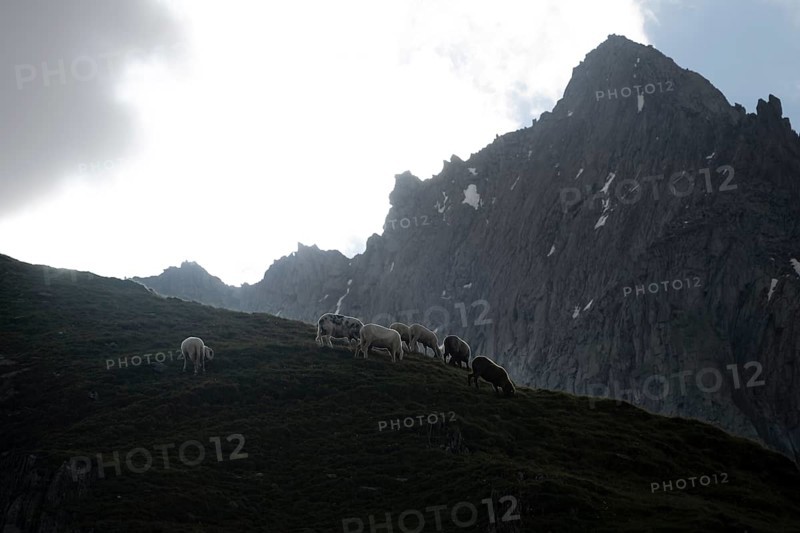Sheep grazing on a mountain meadow, rocky mountain peaks behind, ascent to the Schönbichler Horn, Berliner Höhenweg, Zillertal Alps, Tyrol, Austria, Europe