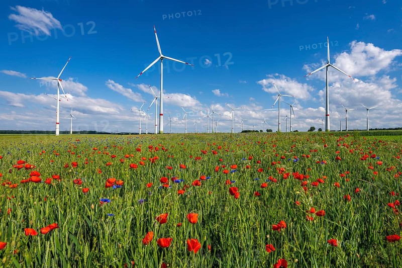 Wind farm, field with flower strips, insect-friendly border of fields with mixed flowers, poppies, north of Marsberg, Hochsauerlandkreis, North Rhine-Westphalia, Germany, Europe