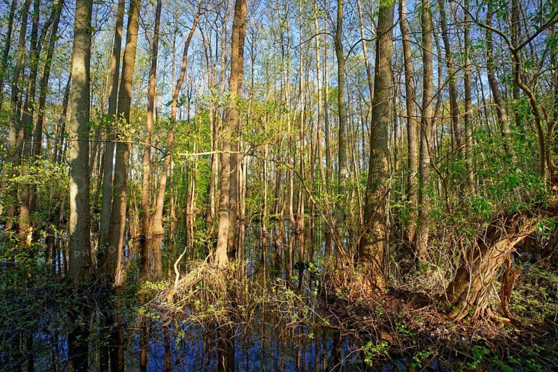 Alluvial forest at Kirchwerder Mühlendamm, an old bird sanctuary in the Zollenspieker nature reserve. Kirchwerder, Hamburg, Germany, Europe