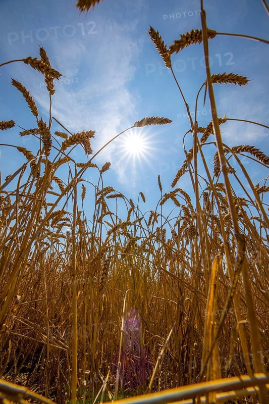 Wheat field, dried up and only low grown, due to the summer drought, drought, in East Westphalia Lippe, North Rhine-Westphalia, summer 2018