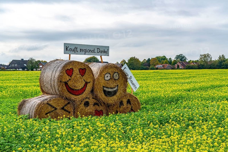 Advertising for regional purchasing, from farmers in the region, straw bales in a rapeseed field near Nottuln, North Rhine-Westphalia, Germany, Europe