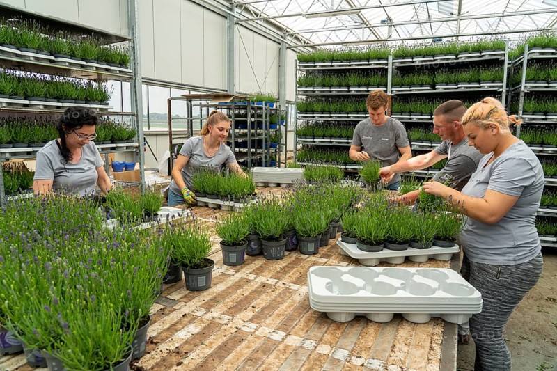 Horticultural business, lavender plants, in flower pots, outdoors, are packed to make them ready for sale, North Rhine-Westphalia, Germany, Europe