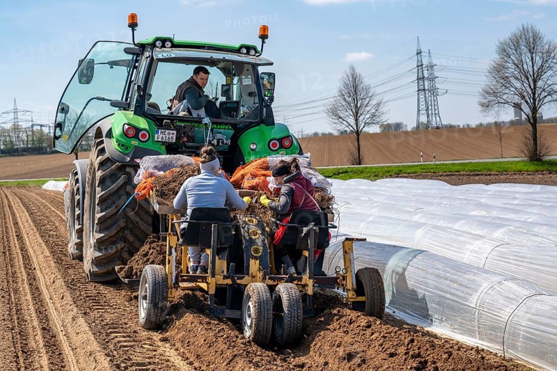 Asparagus farm, asparagus plant, planted in a field, with a planting machine, after a good year the first asparagus grows from the rhizome, the plant remains in the ground for up to 10 years and can be harvested, pricked, near Dormagen, Rhineland, North Rhine-Westphalia, Germany, Europe