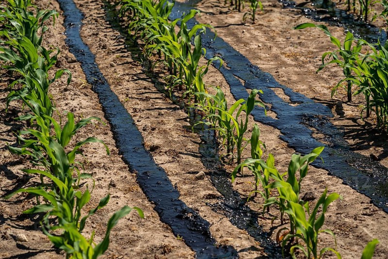 A maize field, with young plants, is fertilised with liquid manure, near Geldern, North Rhine-Westphalia, Germany, Europe