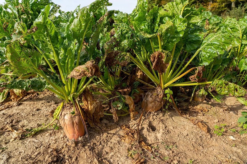 Agriculture, fodder beet, beetroot, Beta vulgaris subsp, growing in a field