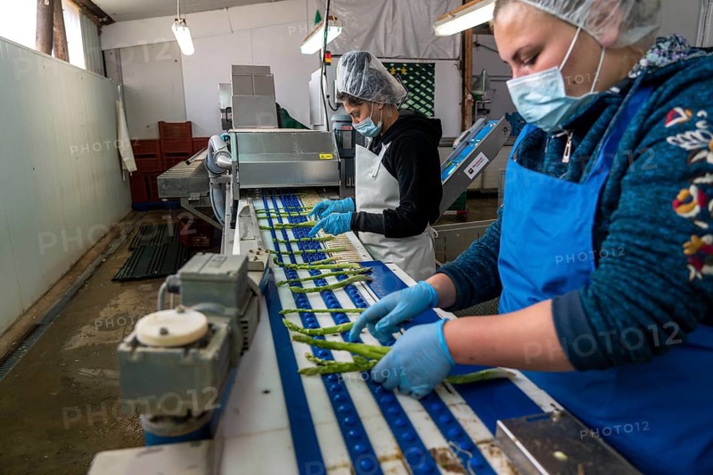 Asparagus farm, green asparagus is washed, cut and sorted by quality after harvesting, near Dormagen, Rhineland, North Rhine-Westphalia, Germany, Europe