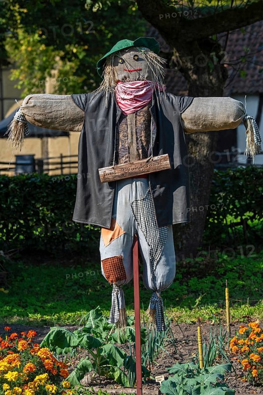 Humanoid scarecrow, bird scarer dressed in old clothes and placed in vegetable garden to deter, chasing away birds from feeding on the vegetables