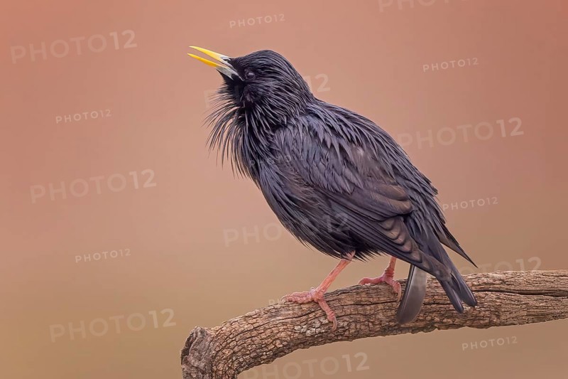 Unicoloured Starling (Sturnus unicolor) mating and singing male, mating season, imposing, attracting females, Toledo, Spain, Europe