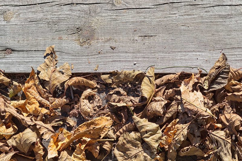 Part of the old gray board with brown dry leaves