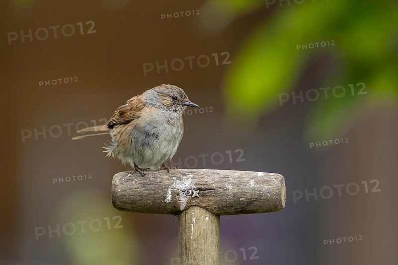 Dunnock or Hedge sparrow (Prunella modularis) adult bird on a garden fork handle, Suffolk, England, United Kingdom, Europe